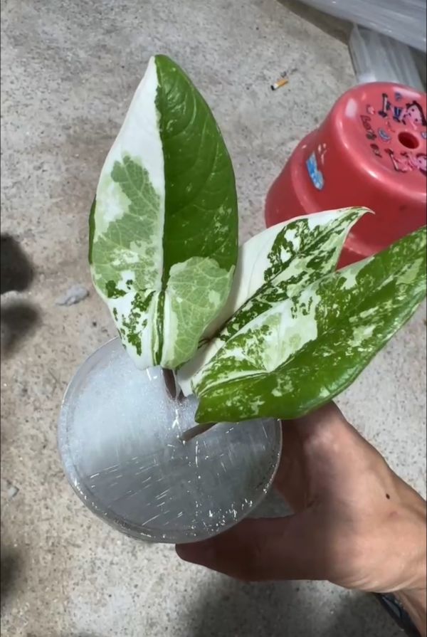 Alocasia scalprum albo 