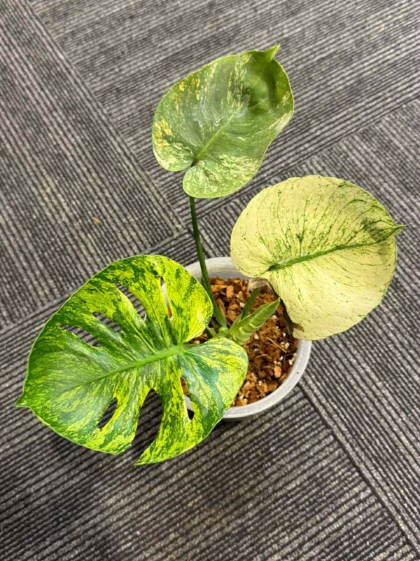 Monstera deliciosa Siam Mint 