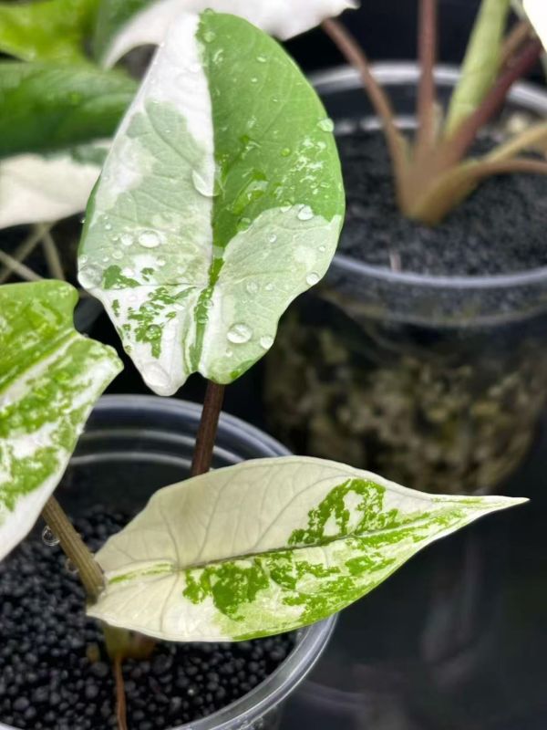 Alocasia scalprum albo 