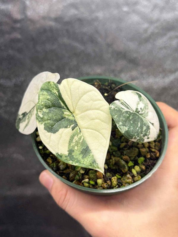 Alocasia melo albo 