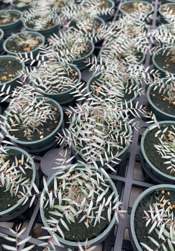 Phyllanthus 'Fairy' 