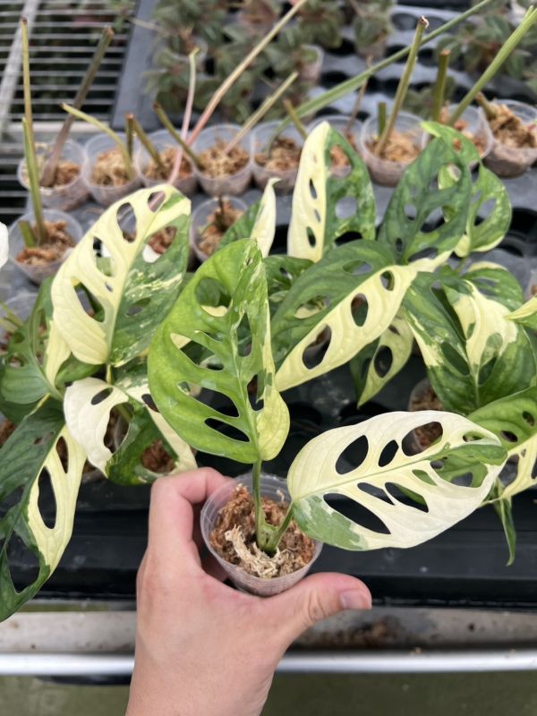 Monstera adansonii Albo 