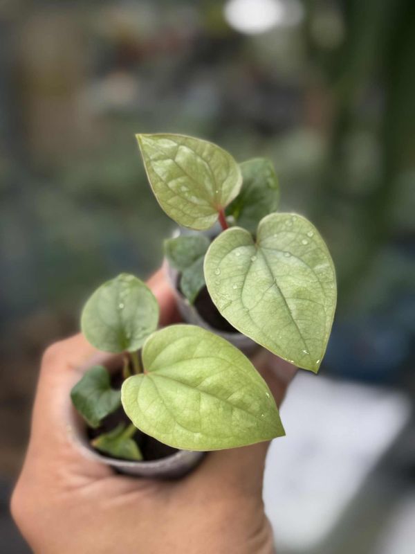 Anthuium luxurians 