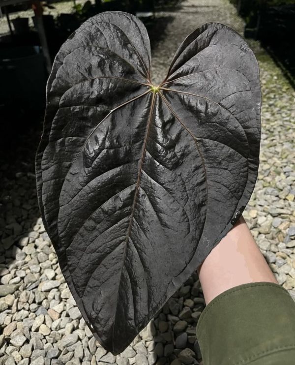 Anthurium "Queen of Hearts" 