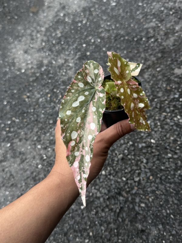 Begonia maculata pink variegated 