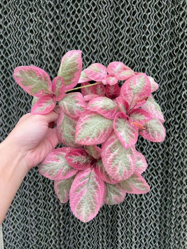 Episcia Pink Brocade 