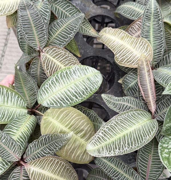 Labisia sp ‘Pink vein’ 