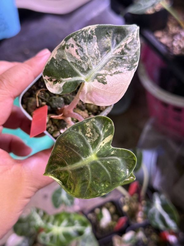Alocasia Heart Balloon Albo Variegated 