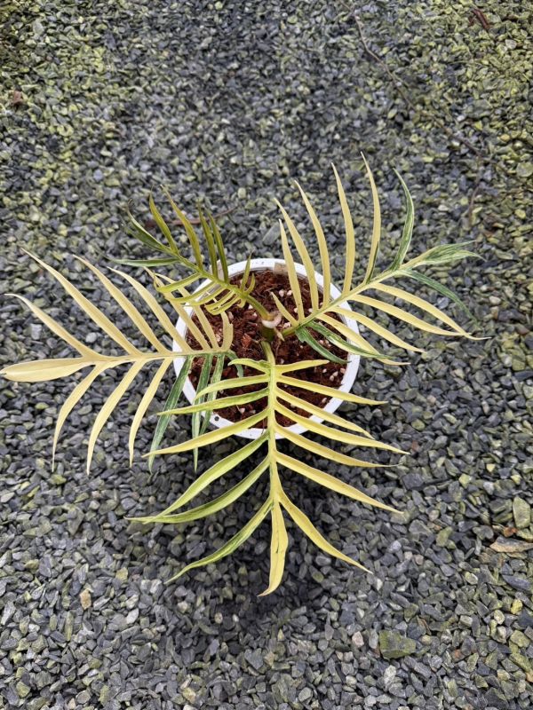Philodendron tortum variegated 