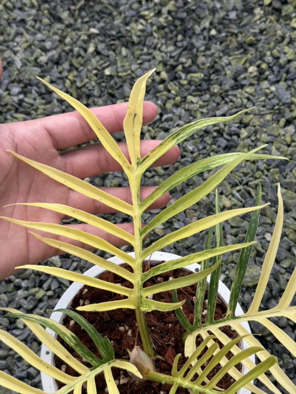 Philodendron tortum variegated 