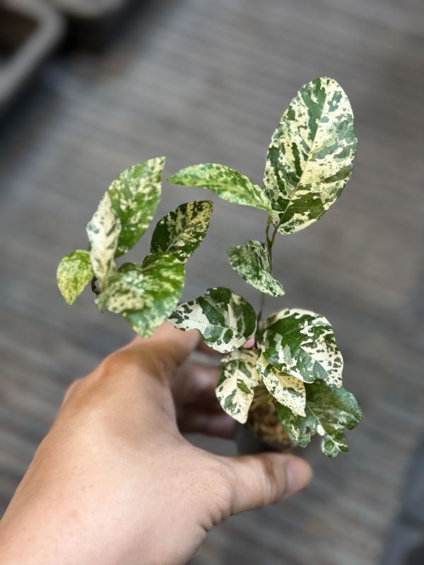 Ficus pumila variegated 