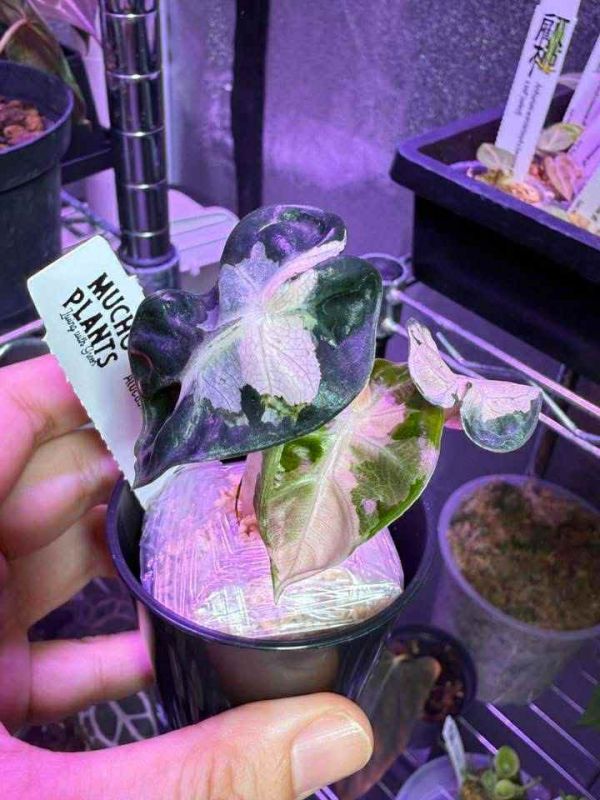Alocasia Heart Balloon Albo Variegated 