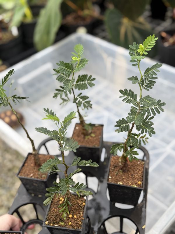 Senna meridionalis 