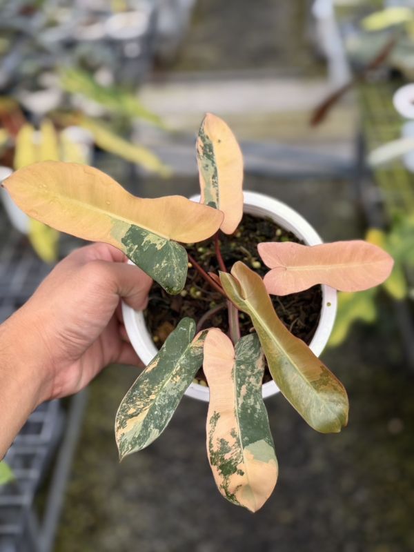 Philodendron florida beauty x black billietiae 
