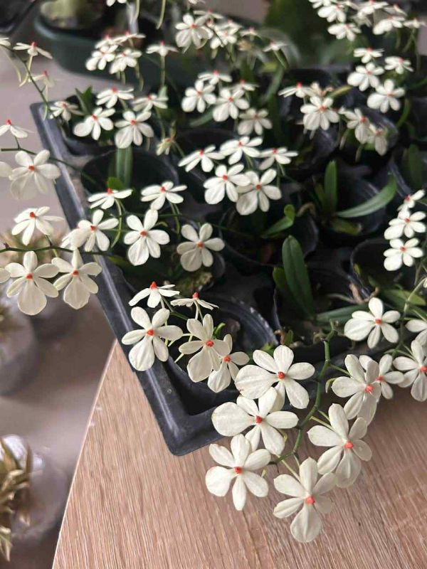 Aerangis(citrata x luteo-alba) 