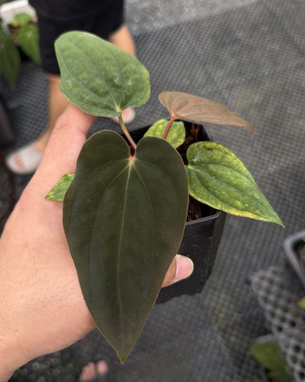 Anthurium BVEP seedling 