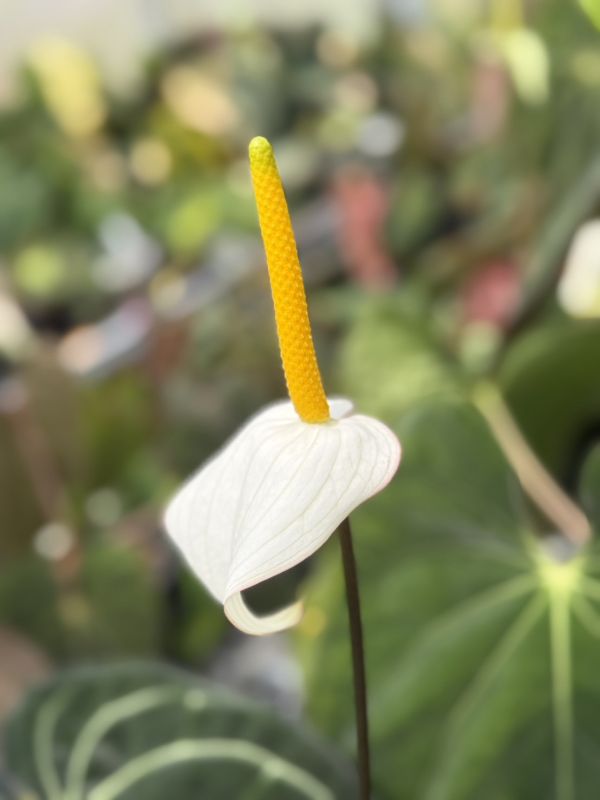 [Magic Garden] Anthurium carlablackiae TS3 x (Black Widow x Red Velvet Cake) 