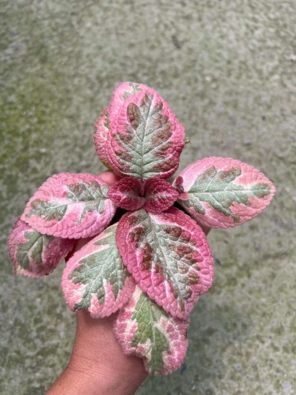 Episcia Pink Brocade 