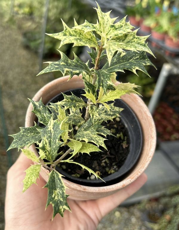 Osmanthus heterophyllus 'Tricolor' 