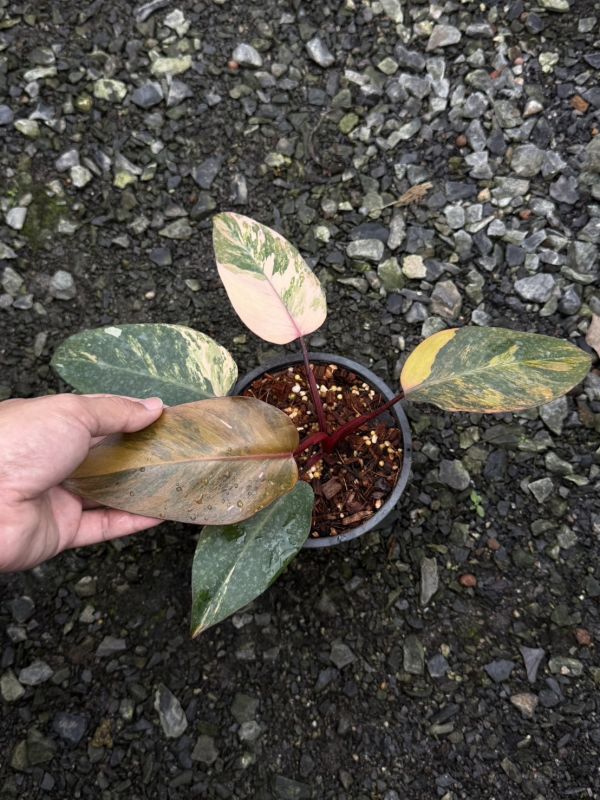 Philodendron Pink Princess Tricolor 