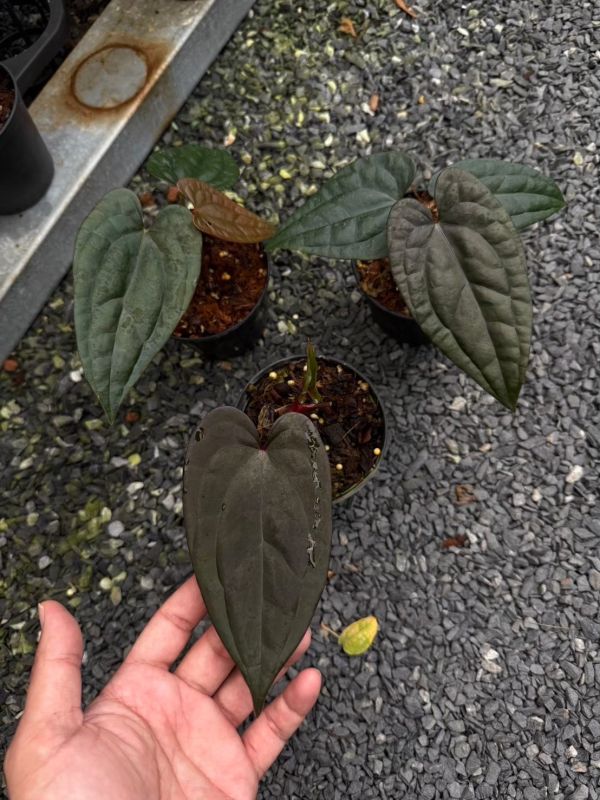 Anthurium RVDP x luxurians 