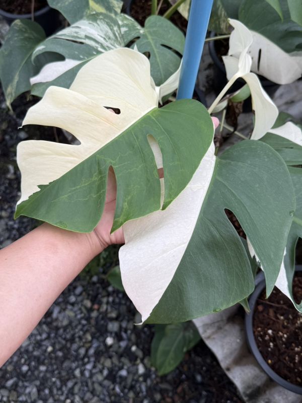 Monstera borsigiana albo 