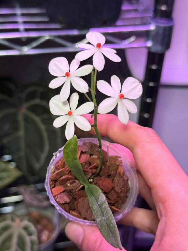 Aerangis(citrata x luteo-alba) 