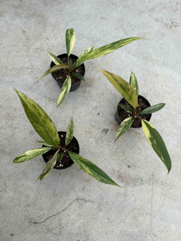 Philodendron caramel marble 