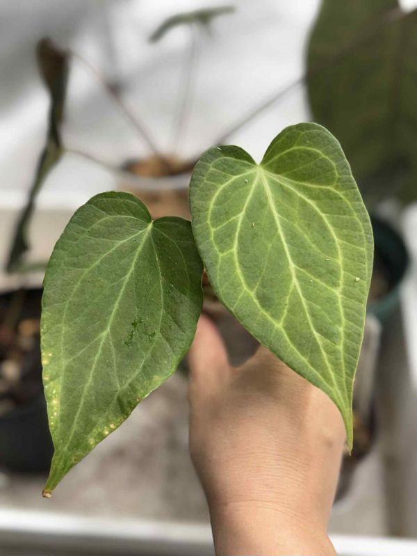 Anthurium Delta Force 