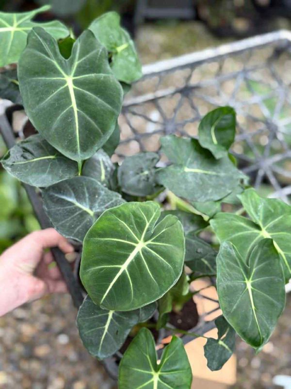 Alocasia dorayaki ( frydek mutation) a.k.a 'London eye' 