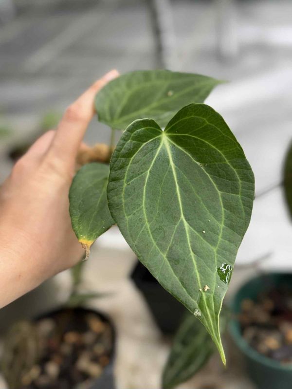 Anthurium Delta Force 