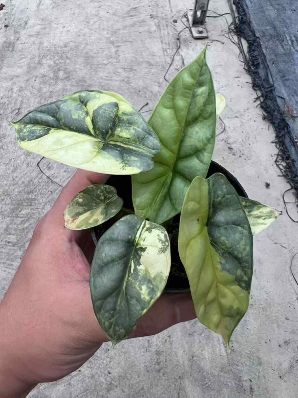 Alocasia silver dragon aurea 