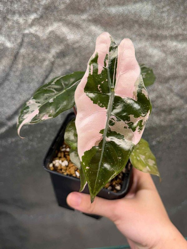 Alocasia chantrieri albo 