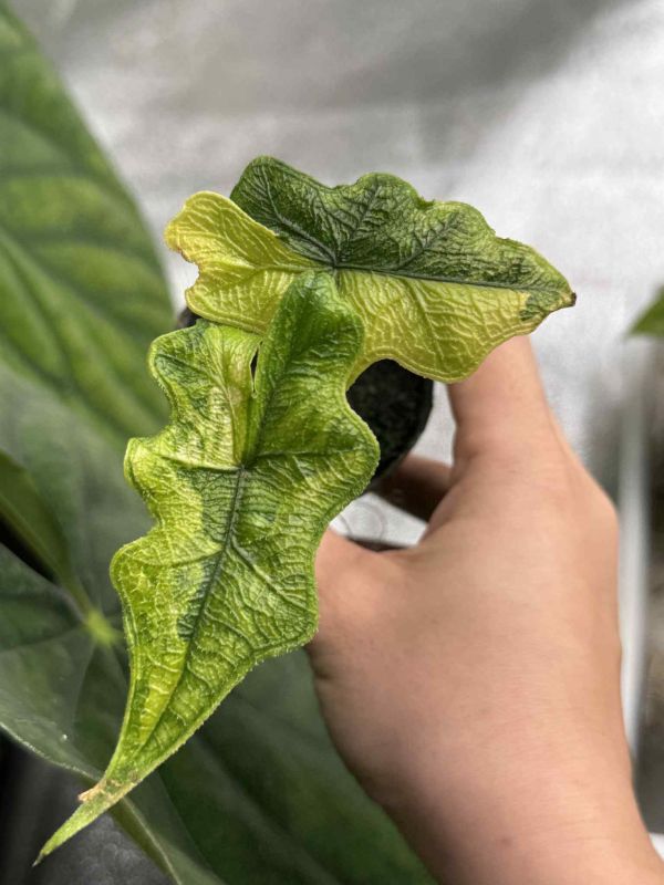 Alocasia jackyln aurea 