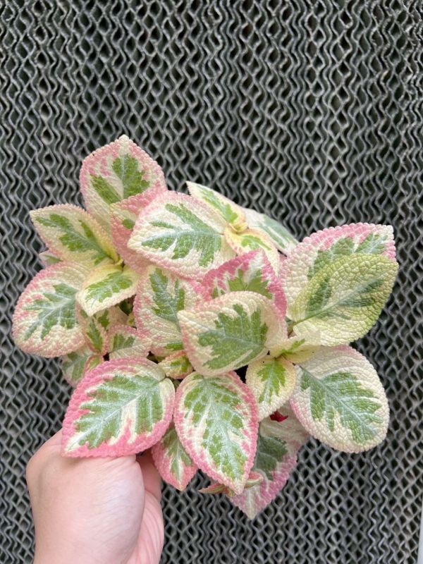 Episcia unpredictable Valley 