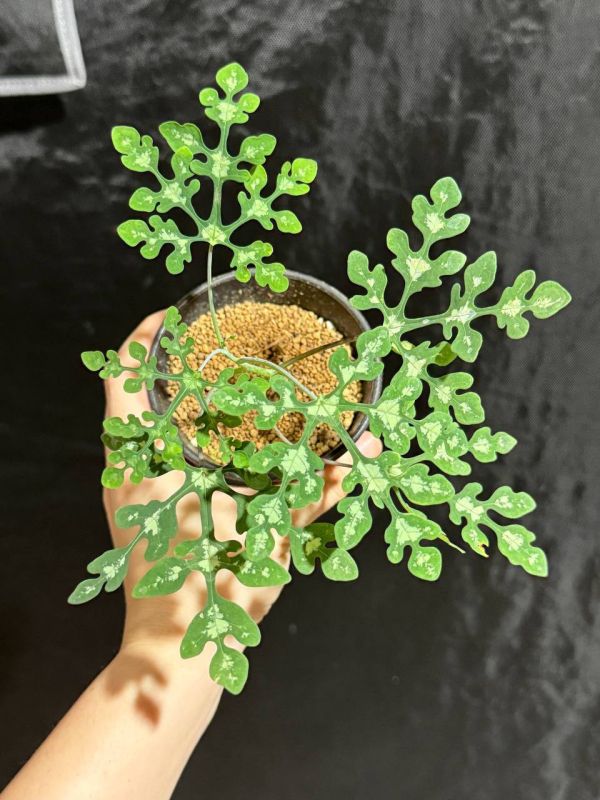 Adenia perrieri 