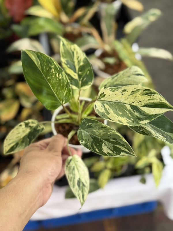 Philodendron Emerald Queen Variegated 