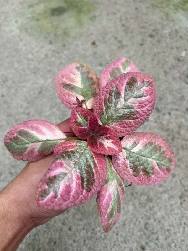 Episcia Pink Brocade 