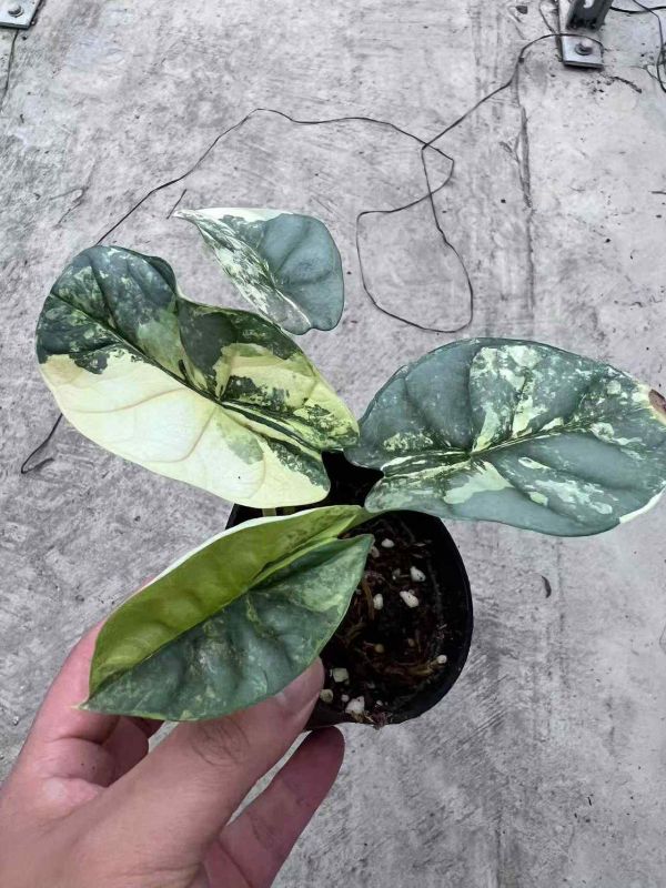 Alocasia silver dragon aurea 