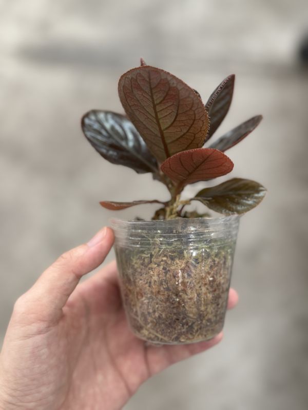 Labisia sp Kalimantan 