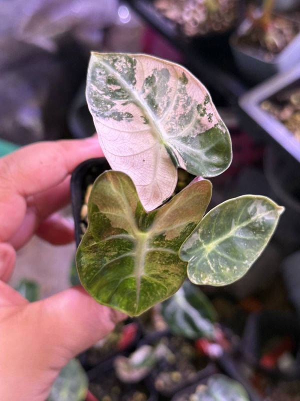 Alocasia Heart Balloon Albo Variegated 