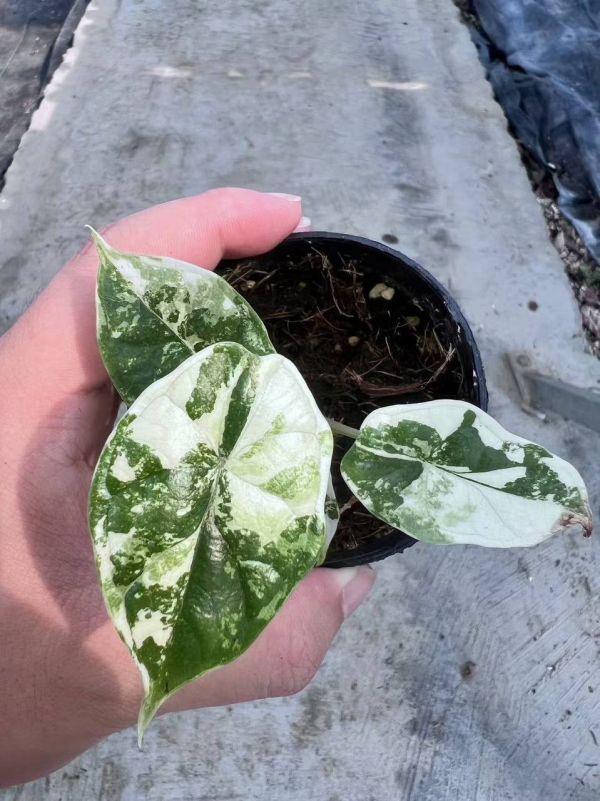 Alocasia dragon scale albo 