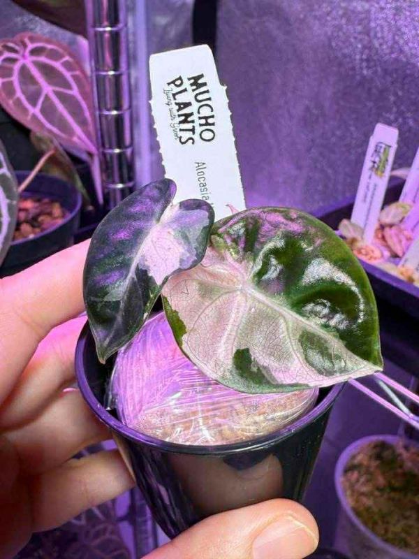Alocasia Heart Balloon Albo Variegated 