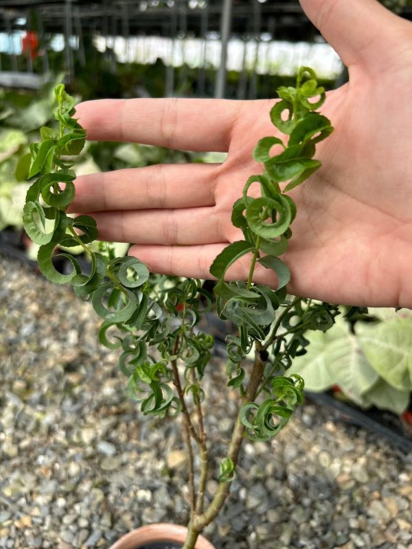 Salix babylonica 'Crispa' 