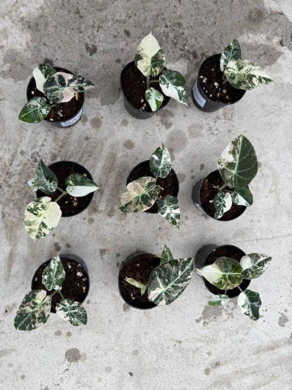 Alocasia black velvet albo 