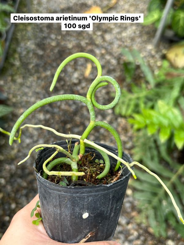 Cleisostoma arietinum 'Olympic Rings' 