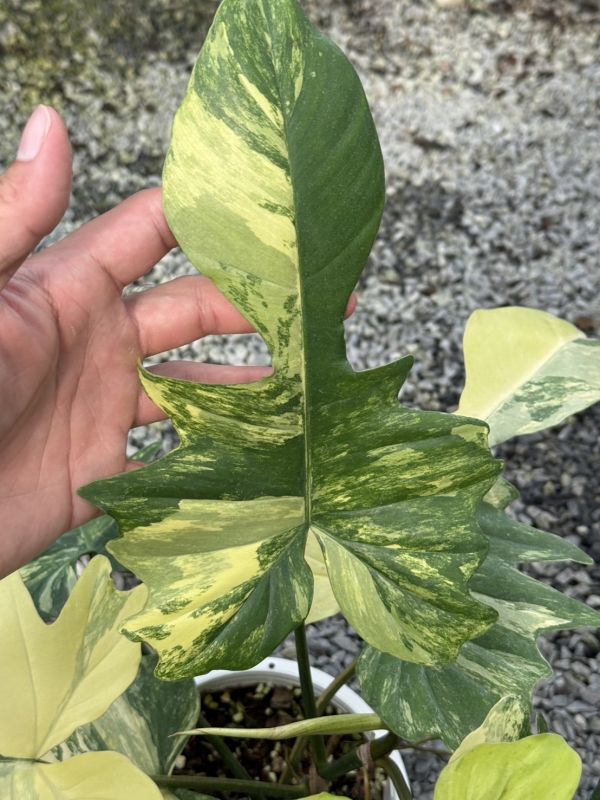 Philodendron florida beauty x mayoi 