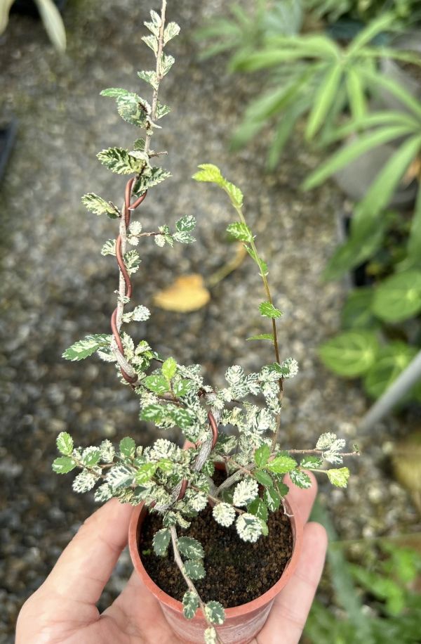 Ulmus parvifolia variegata（with wire) 