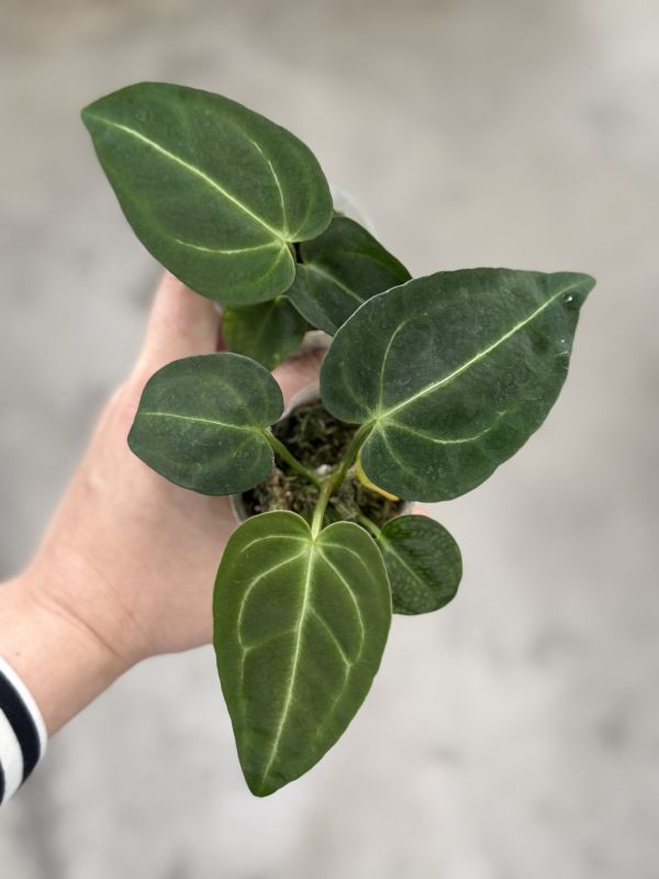Anthurium regale 
