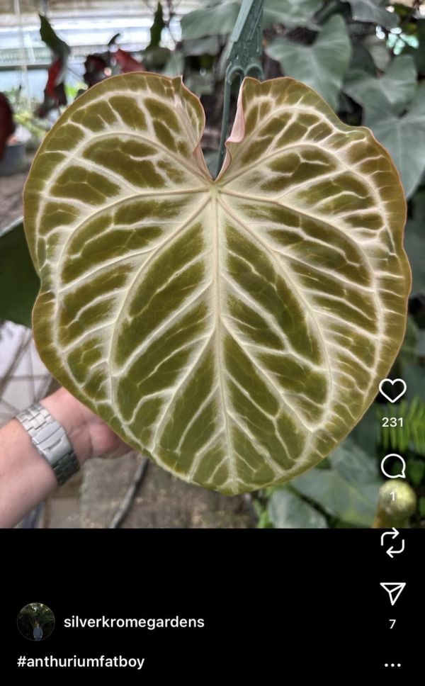 Anthurium 'Fat boy' 